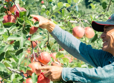 写真：就農平川市のりんご